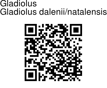 Gladiolus dalenii/natalensis