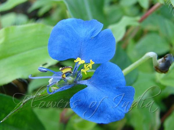 African Dayflower