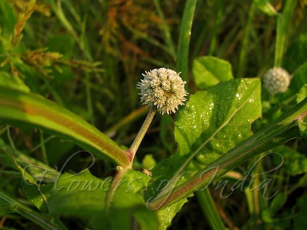 African Globe Thistle
