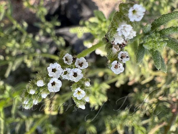 African Heliotrope
