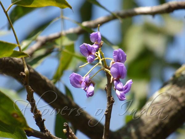 African Wisteria Tree