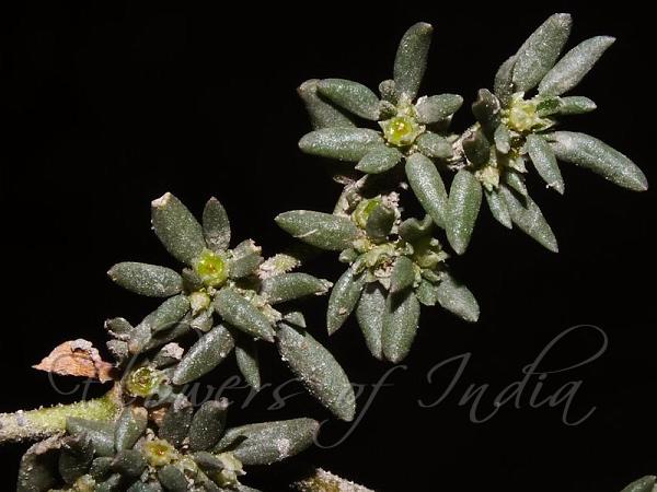 Afro-Asian Horse-Purslane