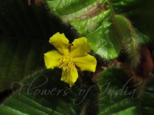 Agastyamalai Acrotrema