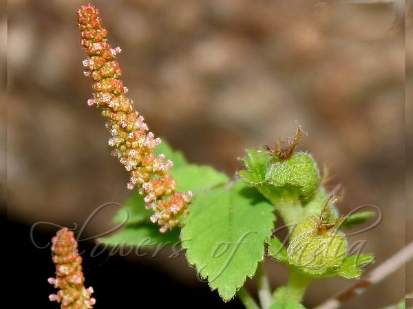 Alder Leaved Cat Tail