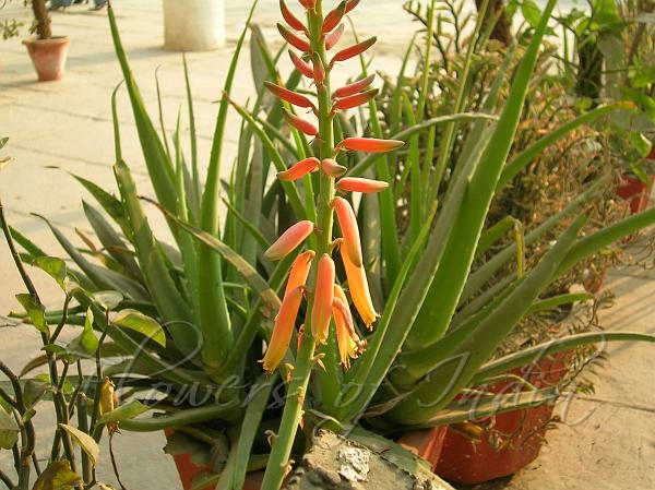 Aloe vera flower