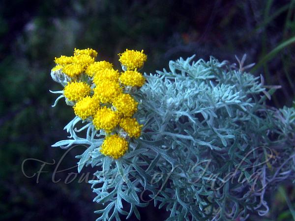 Alpine Tansy