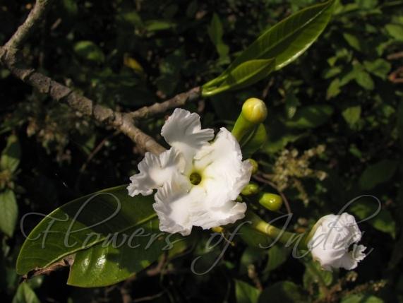 Alternate-Leaved Crape Jasmine