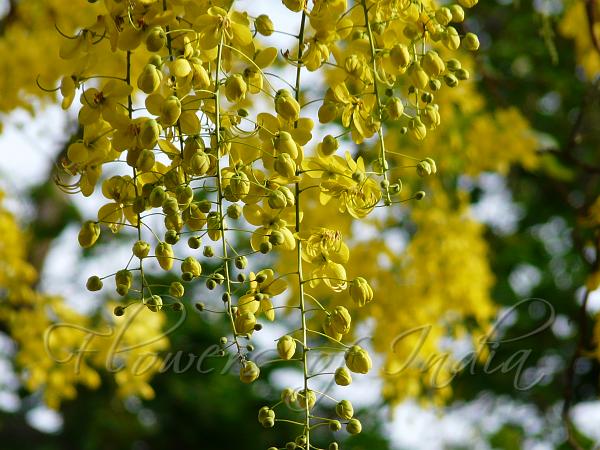 Amaltas