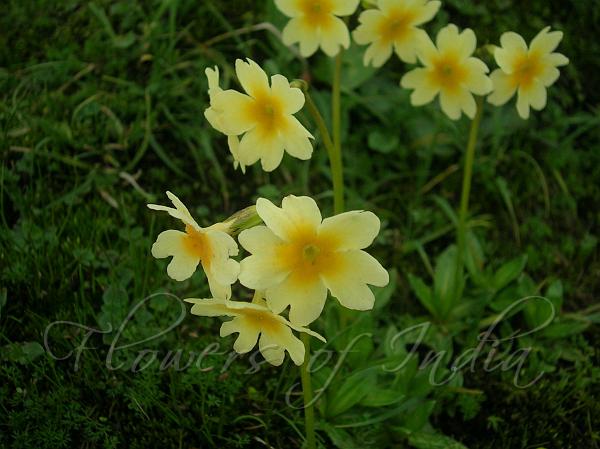 Amber-Throated Primrose