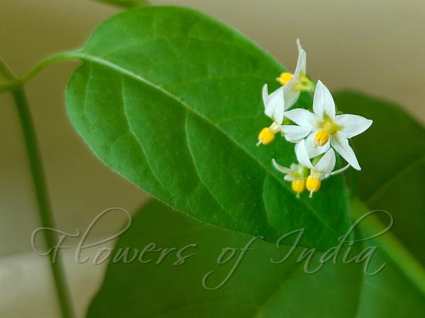 American Black Nightshade