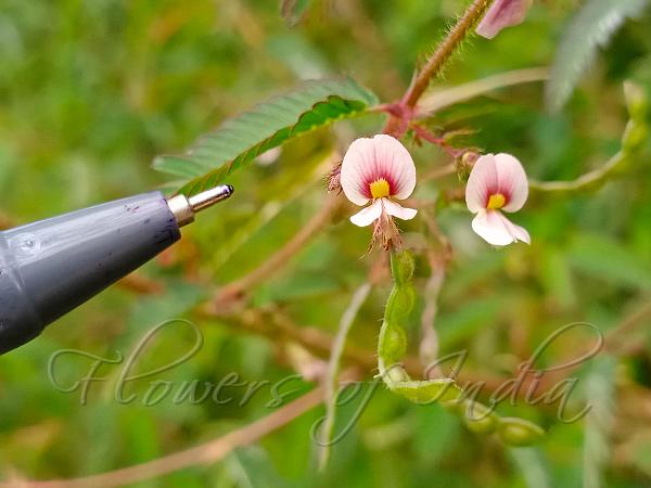 American Joint Vetch