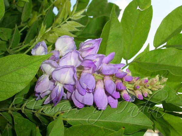 American Wisteria