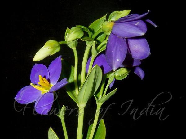 Anamalai Persian Violet