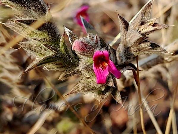 Anantapura Lepidagathis
