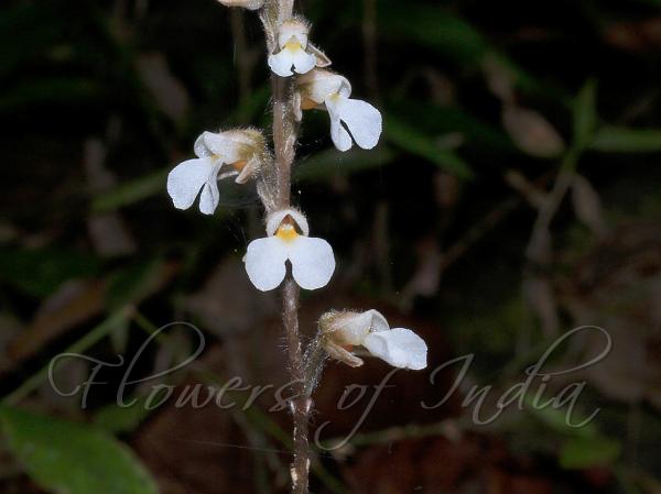 Andaman Jewel Orchid