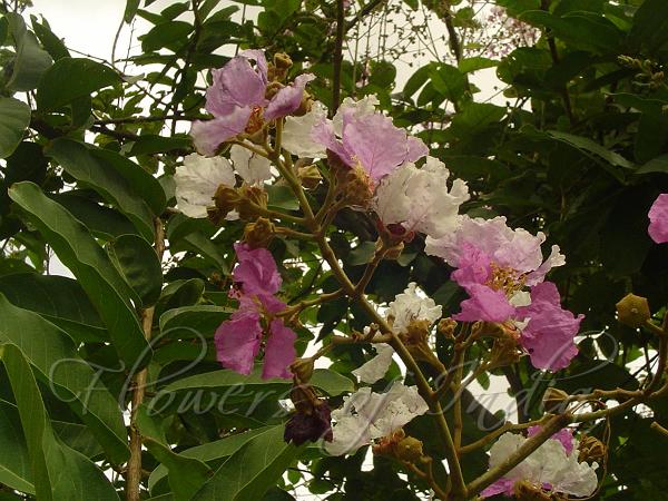 Andhra Crape Myrtle