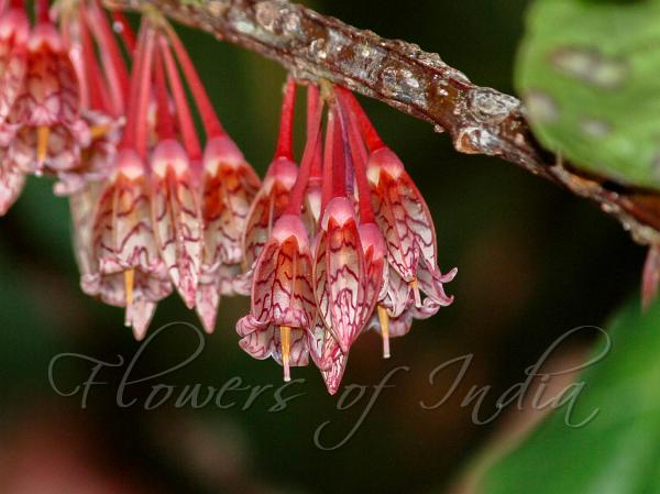 Angled-Stem Lantern Flower