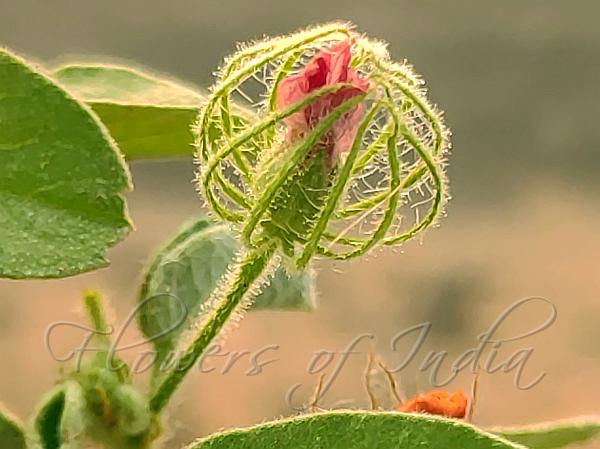 Arabian Swamp Mallow