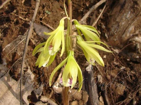 Aragoa-Like Nervilia