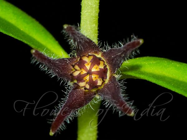 Ariyittapara Ceropegia