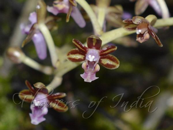 Arrow-Lip Closed-Mouth Orchid