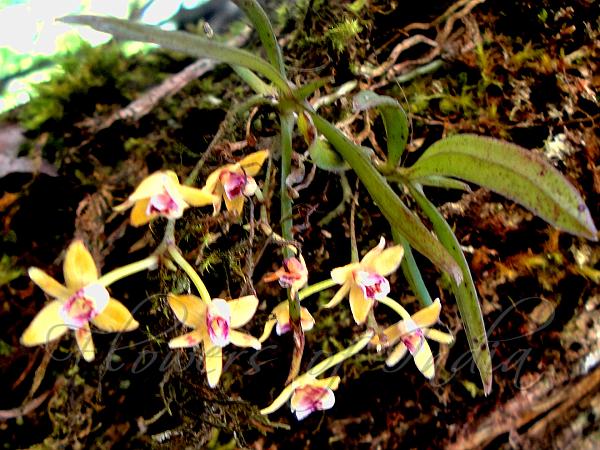 Arunachal Hairseed Orchid