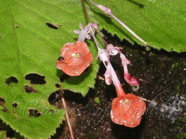 Arunachal Orange Stone Flower