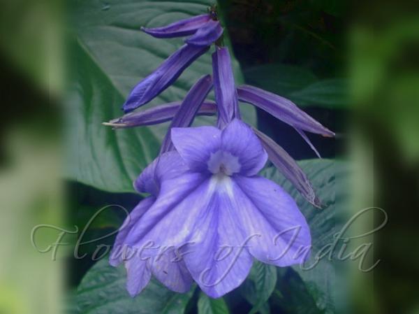 Arunachal Tongue-Lip