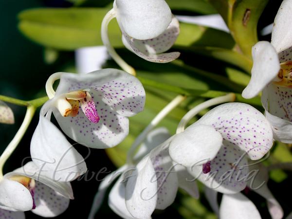 Ascocenda Krailerk Alba