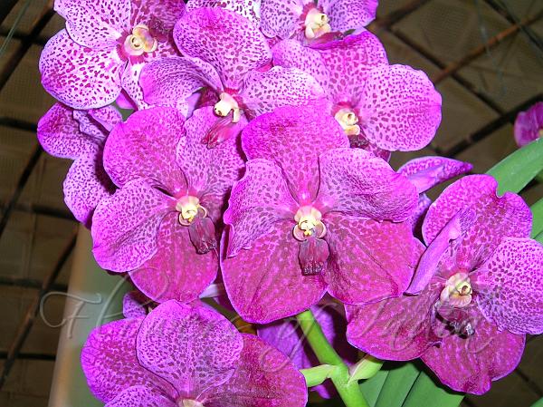 Ascocenda Princess Mikasa