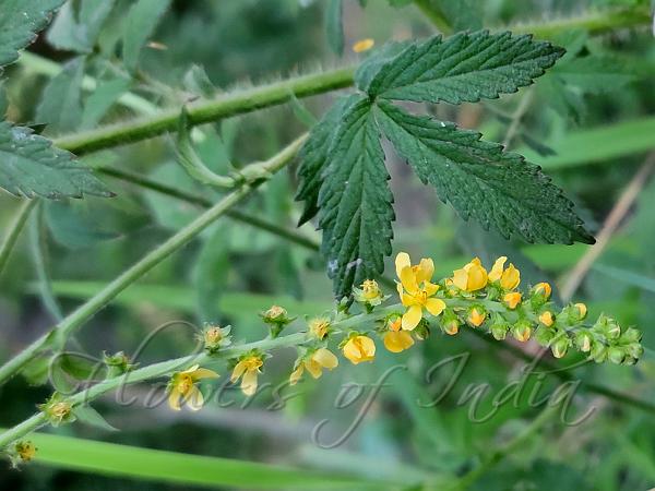 Asian Agrimony