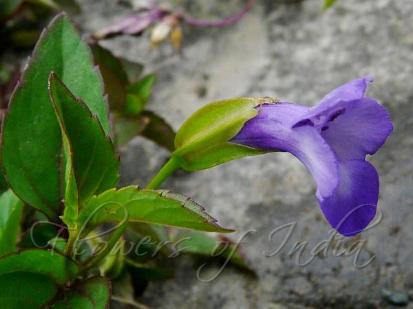 Asiatic Wishbone Flower