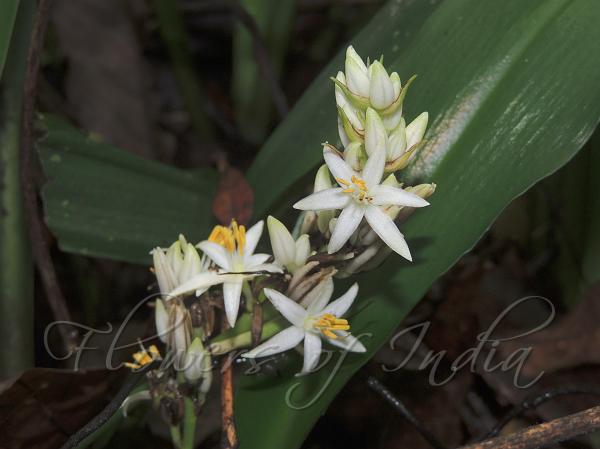 Assam Chlorophytum