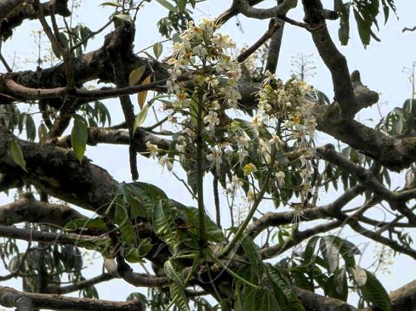 Assam Horse Chestnut