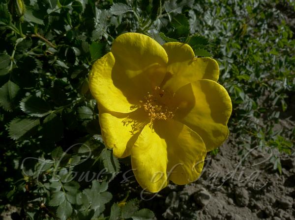 Austrian Yellow Rose