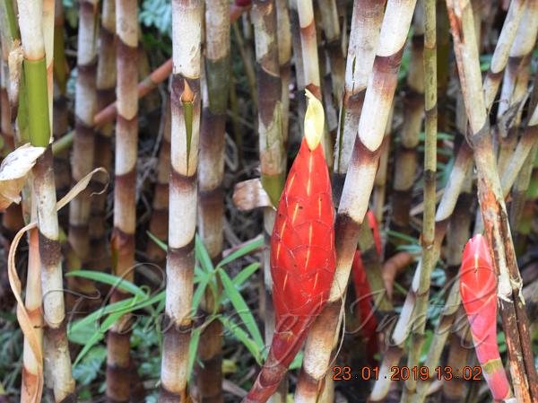 Bamboo Ginger