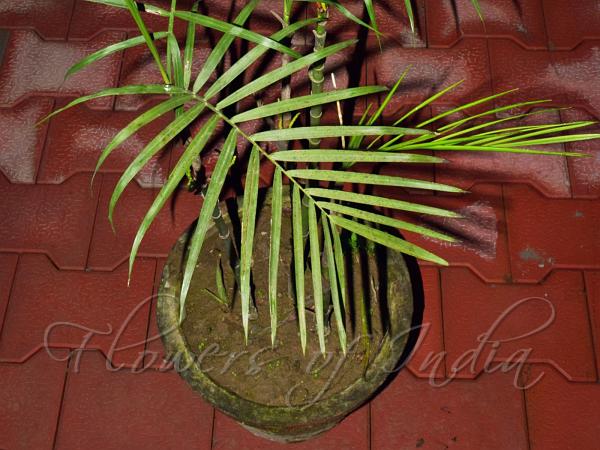 Bamboo Palm