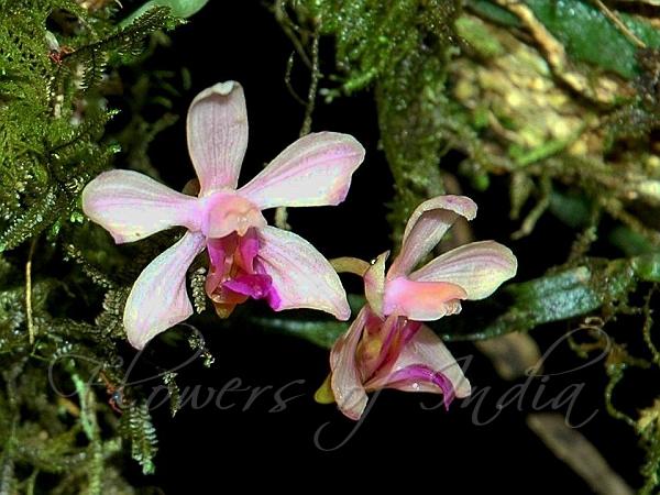 Bandage-Like Moth Orchid