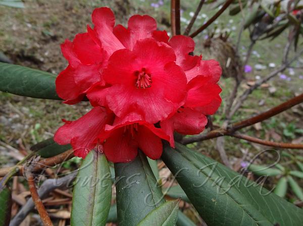 Barbed-Stalk Rhododendron