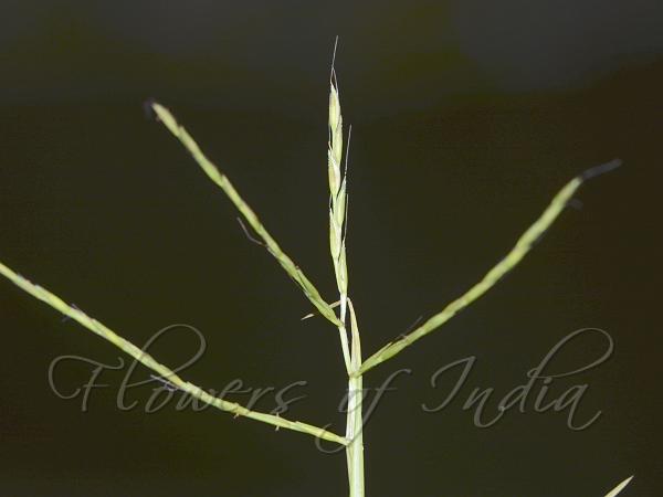 Bare-Stalk Carpetgrass