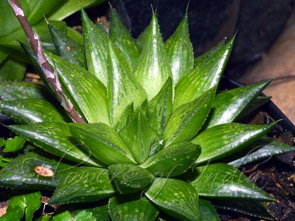 Bates Haworthia