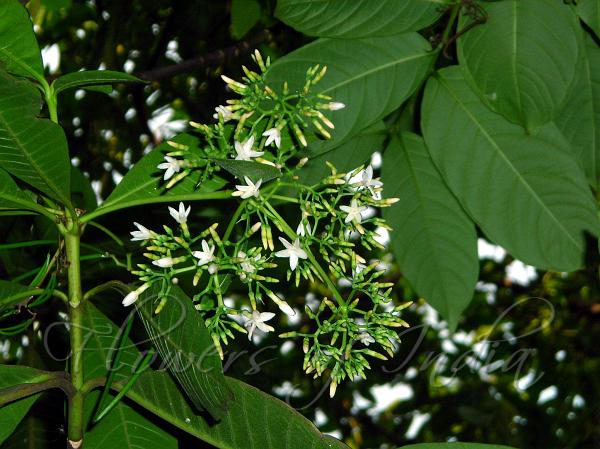 Alstonia macrophylla - Batino