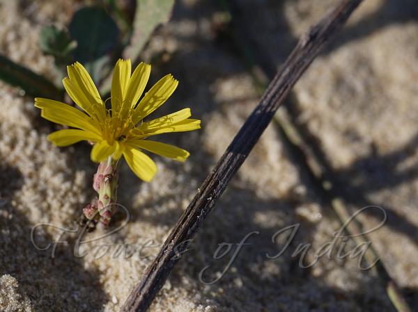 Beach Skeletonweed
