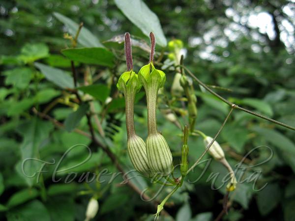 Beaked Candlestick Ceropegia