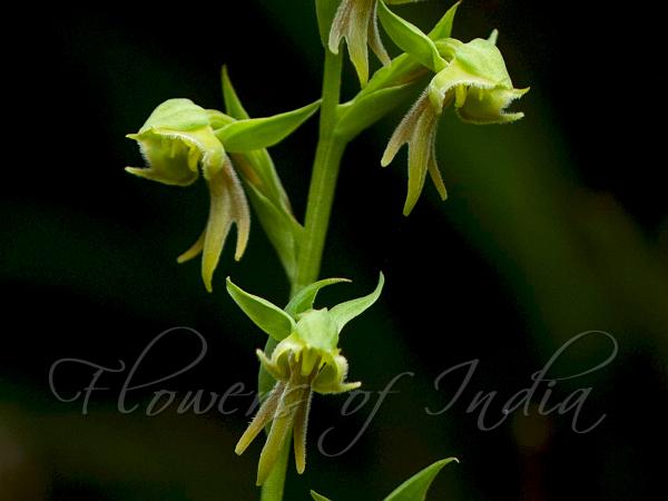 Bearded Habenaria