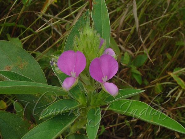 Belgaum Alyce Clover