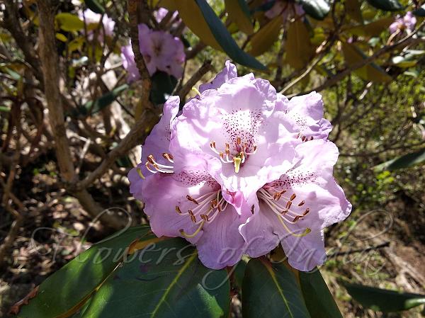 Bell Rhododendron