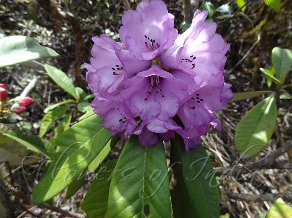 Bell Snow Rhododendron