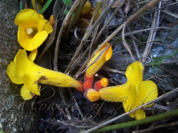 Bicolor Christisonia