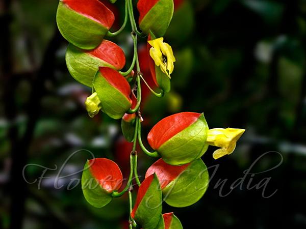Bicolor Clock Vine